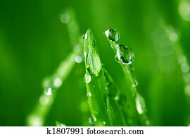 grass nature background
