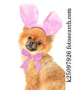 Pomeranian Pomeranian