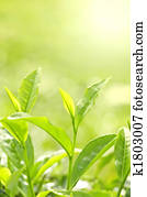 Tea Leaf