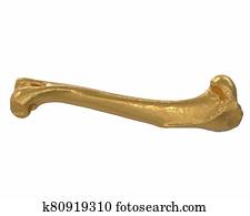 3d, render, של, זהב, רגל של בעל החיים, עצם, הפרד, בלבן