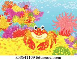 Crab and corals Crab and corals