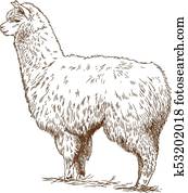 engraving drawing illustration of fluffy llama engraving drawing illustration of fluffy llama