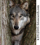 Grey Wolf Canis Lupus Grey Wolf Canis Lupus