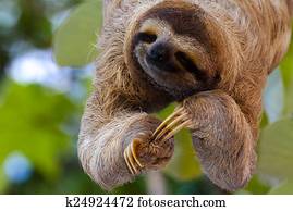 Happy Sloth Happy Sloth