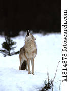 Howling Coyote Howling Coyote