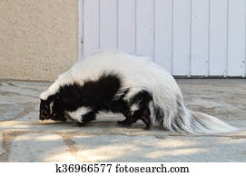 um, selvagem, gambá