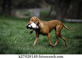 Wirehaired Magyar Vizsla Puppies Meadow Images Our Top 254