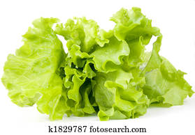 lettuce lettuce