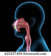 Mouth anatomy Mouth anatomy