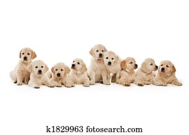 retriever dourado, filhotes cachorro