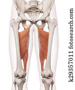 The adductor magnus The adductor magnus