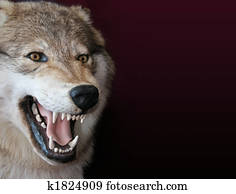 wolf wolf