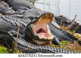 Alligator Alligator