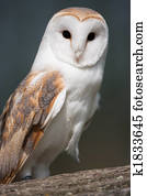 Barn Owl on perch Barn Owl on perch