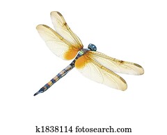 Dragonfly Dragonfly