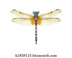 Dragonfly Dragonfly