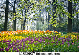 Spring flowers in april light Spring flowers in april light