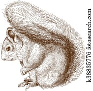 engraving squirrel engraving squirrel