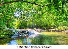 fluxo, em, a, floresta