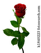 Single red rose on a white background Single red rose on a white background