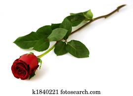 Single red rose on a white background