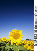 Sunflower Sunflower