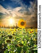 Sunset over sunflowers