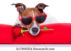 dia dos namorados, cão