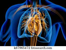 Human heart cross-section with vessels, lungs, bronchial tree and cut rib cage. X-ray.