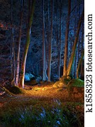 Magic night in the forest Magic night in the forest
