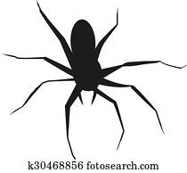 spider spider