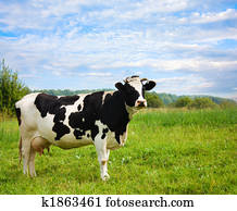 cow on meadow cow on meadow