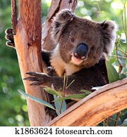 koala, em, um, árvore eucalipto, adelaide, austrália