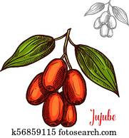 Jujube vector sketch fruit berry icon Jujube vector sketch fruit berry icon