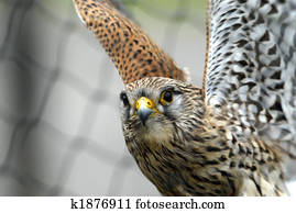 kestrel