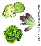 Lettuce Lettuce