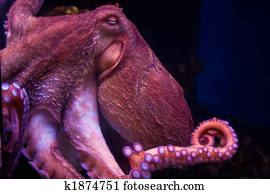 Octopus Octopus