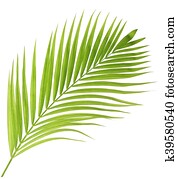 Palm leaf isolated on white background