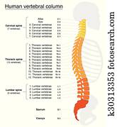 עמוד חולייתי, שמות, עמוד שדרה