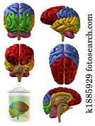 3D Human Brain 3D Human Brain