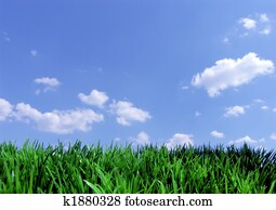 grama verde, azul, céu