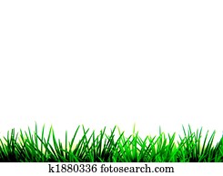 green grass isolated green grass isolated