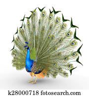 Peacock Peacock