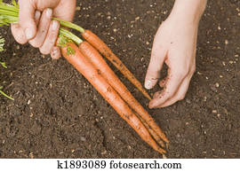 Harvesting Carrots 