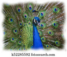 Portrait of Peacock Portrait of Peacock