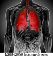 X-Ray of human Lungs X-Ray of human Lungs