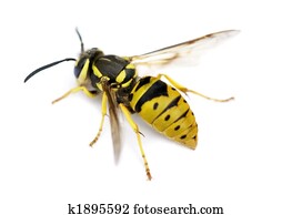 Yellow Jacket Wasp