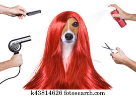 aparência, cão, em, a, cabeleireiros