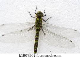 Dragonfly Dragonfly