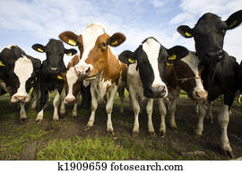 Dutch cows Dutch cows